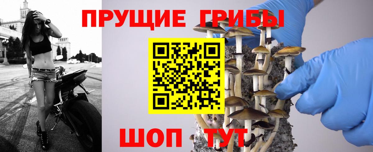купить закладку  Псилоцибиновые грибы Magic Shrooms  Вход с VPN  Усть-Джегута  Псилоцибиновые грибы GOLDEN TEACHER 